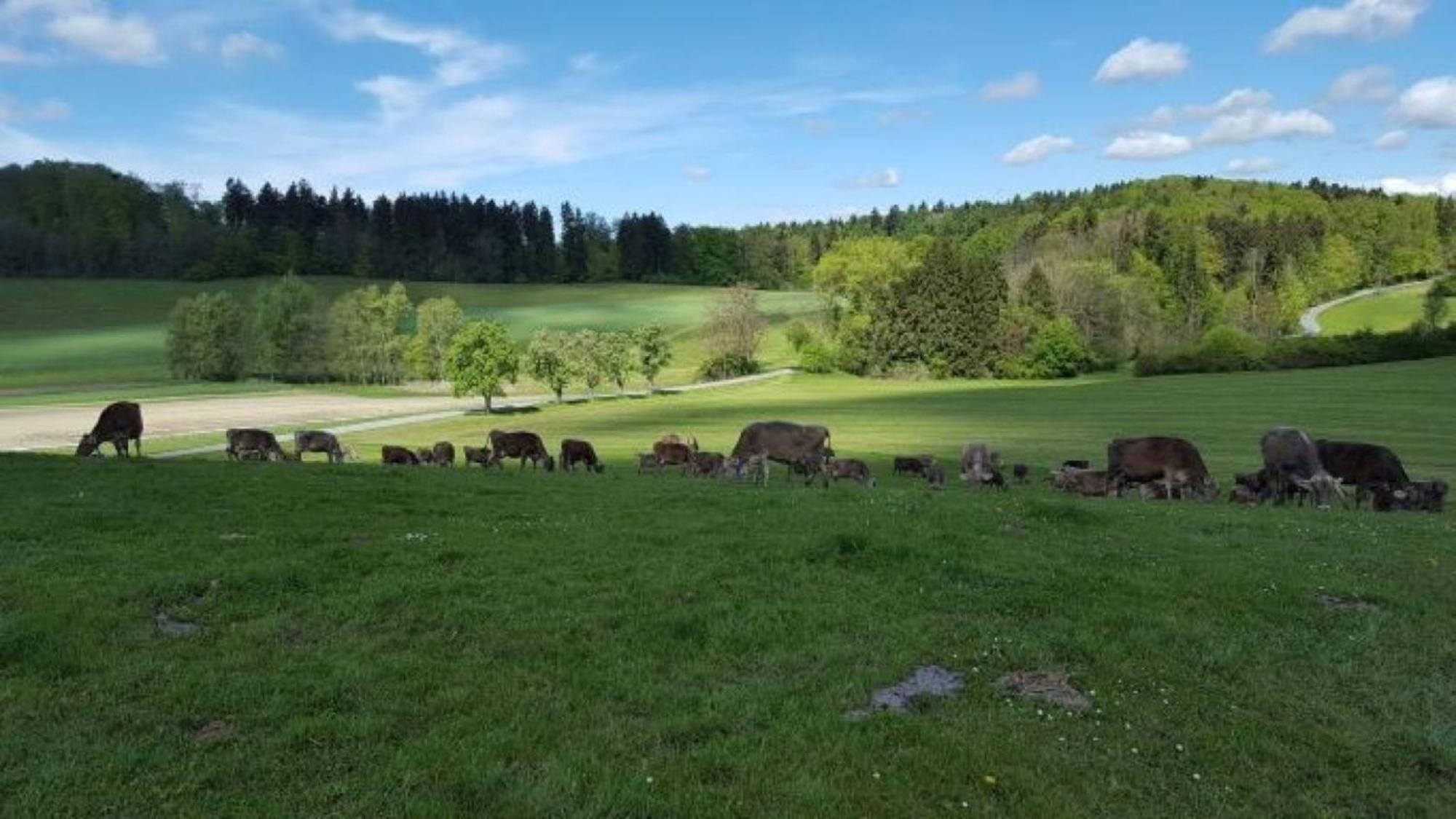 Roesslerhof Ferienwohnung Roesslerweiher Schlier エクステリア 写真