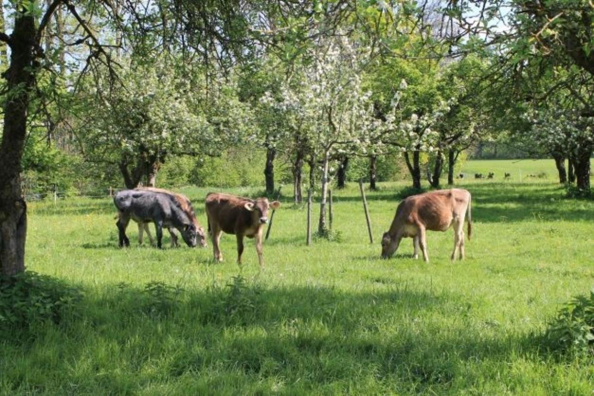 Roesslerhof Ferienwohnung Roesslerweiher Schlier エクステリア 写真