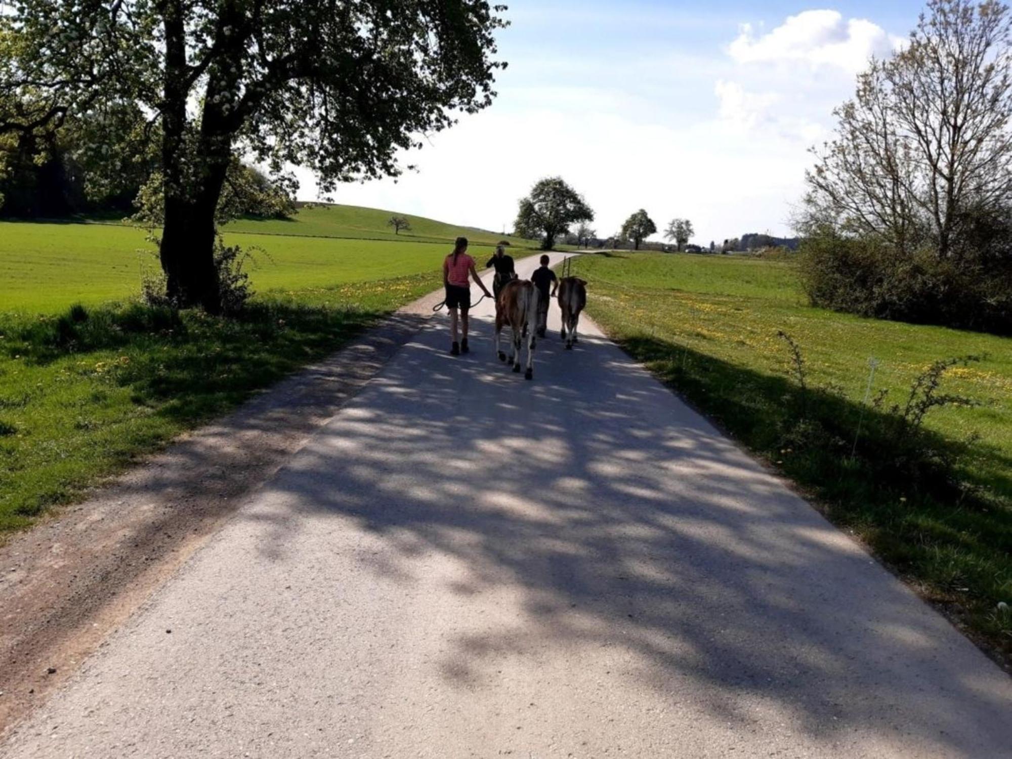 Roesslerhof Ferienwohnung Roesslerweiher Schlier エクステリア 写真